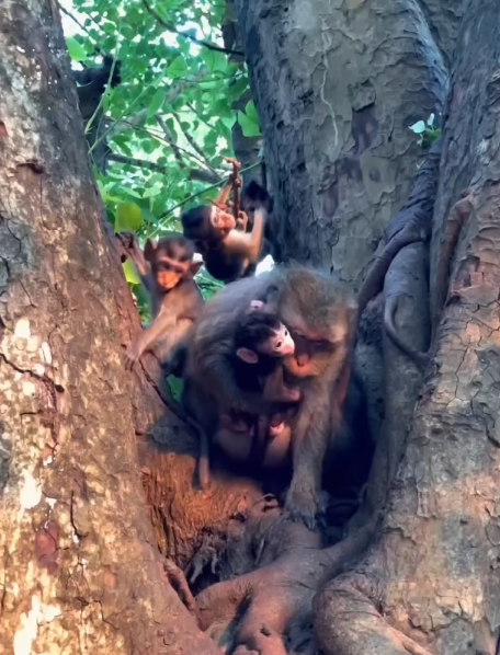 (Daisy) Mom is hard to climb down! 💫✨