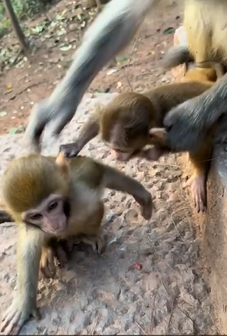 The Old Monkey and the Little Monkey When Mother Is Away