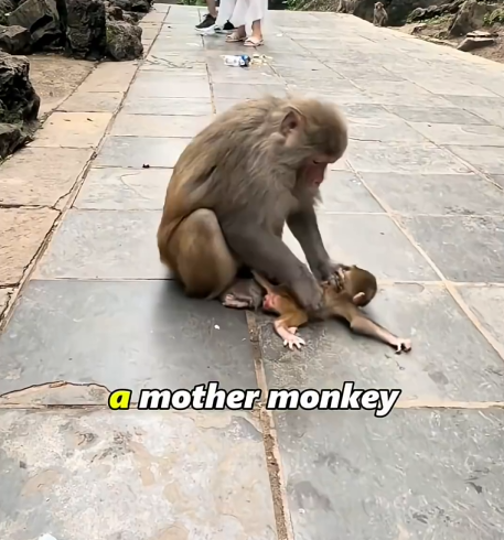 The Monkey Was Separated from His Mother