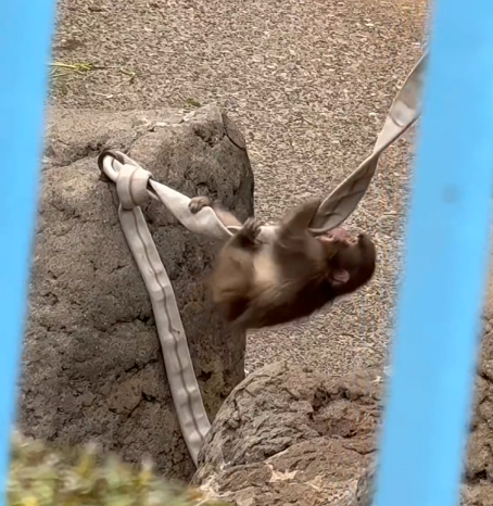 The monkey Punch is learning to climb a hose 🐒