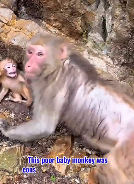 The Monkey A Small Victory for Kindness 🐒